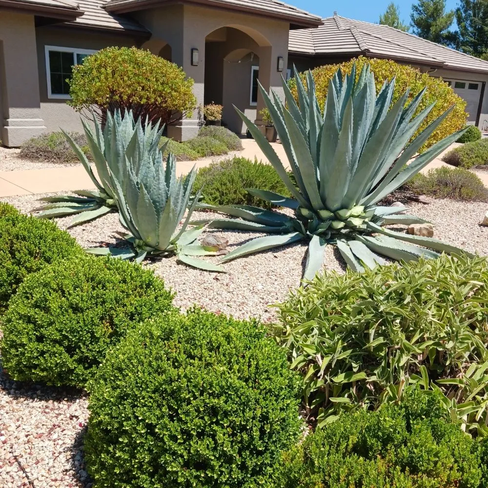 Expert landscaping services experts serving San Miguel, CA - Palacios Landscape Maintenance