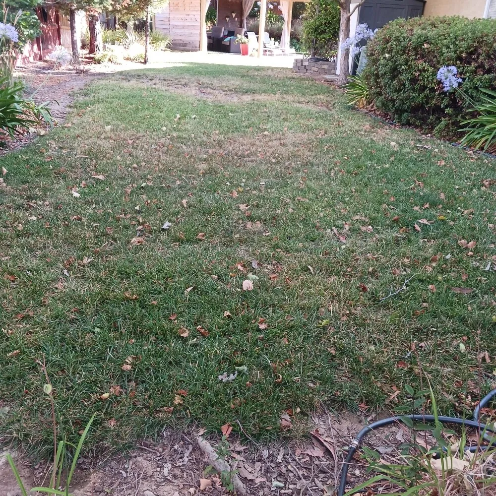 Reliable yard cleanup service experts serving San Miguel, CA - Palacios Landscape Maintenance