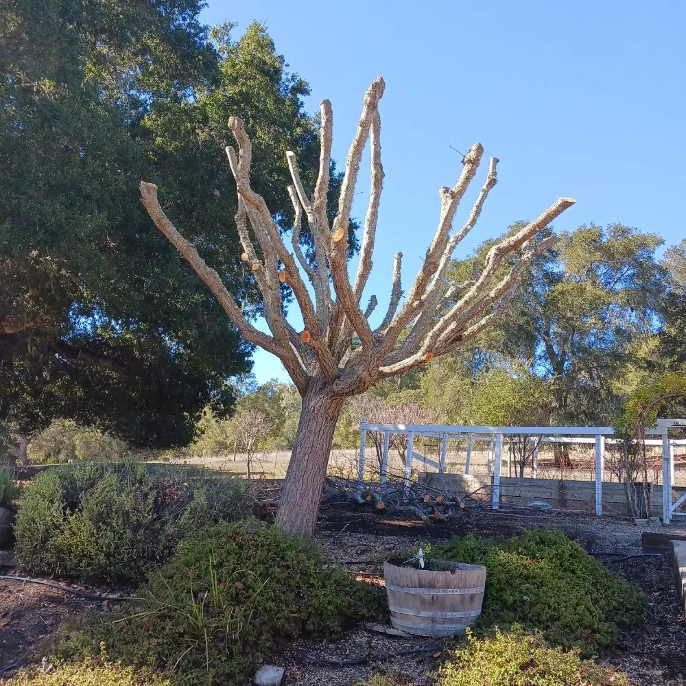 Trusted residential landscaping in San Miguel, CA by Palacios Landscape Maintenance