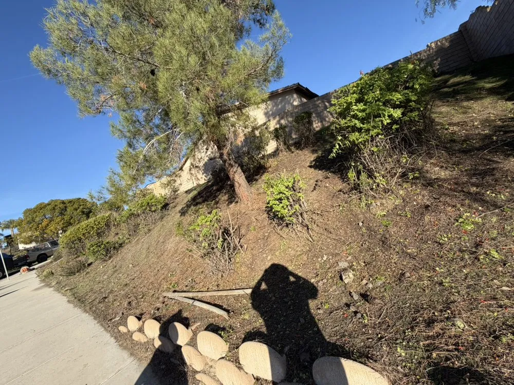 Reliable lawn care service experts serving Lake Elsinore, CA - Palacios Landscaping