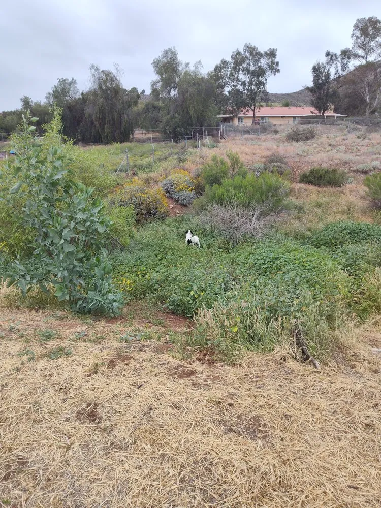 Top-rated yard cleanup service experts serving Lake Elsinore, CA - Palacios Landscaping