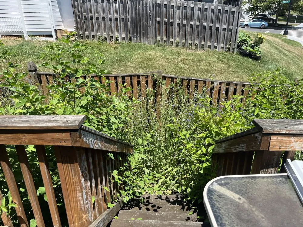 Reliable yard cleanup service in Woodbridge, VA by Palacios landscaping