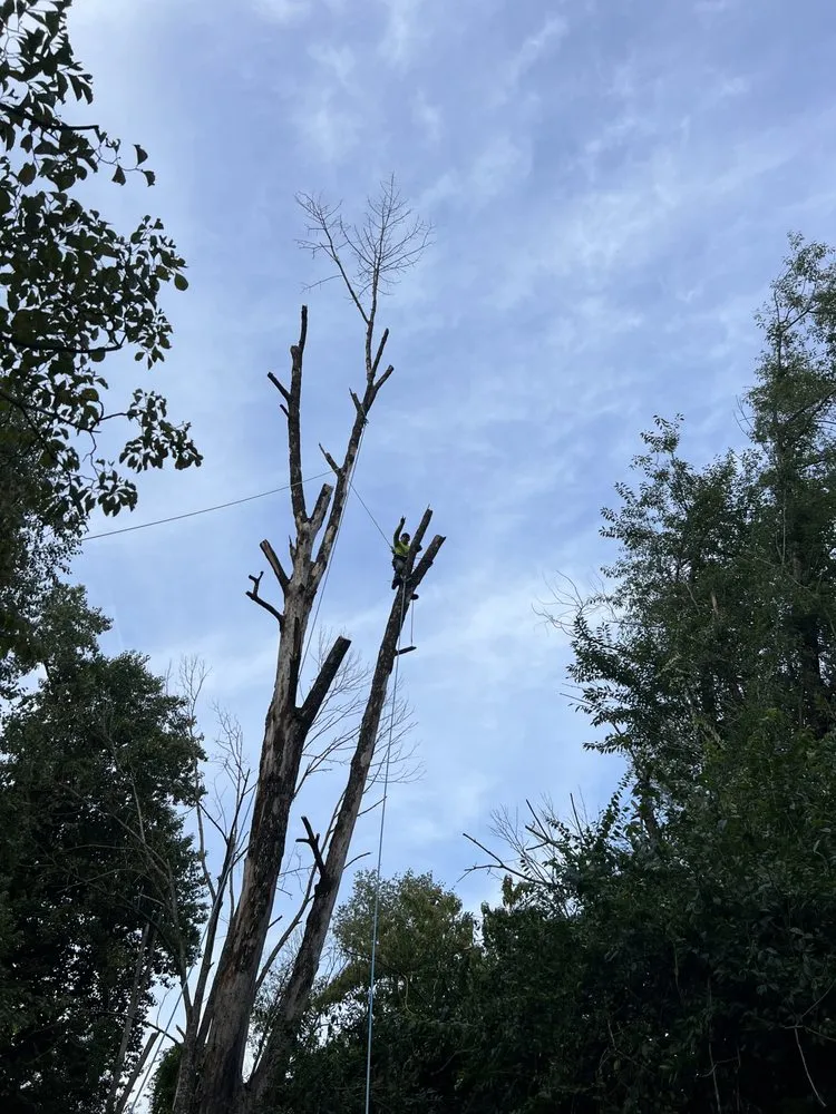 Expert landscape installation in West Chester, PA by Palafox Brothers Lawn Care