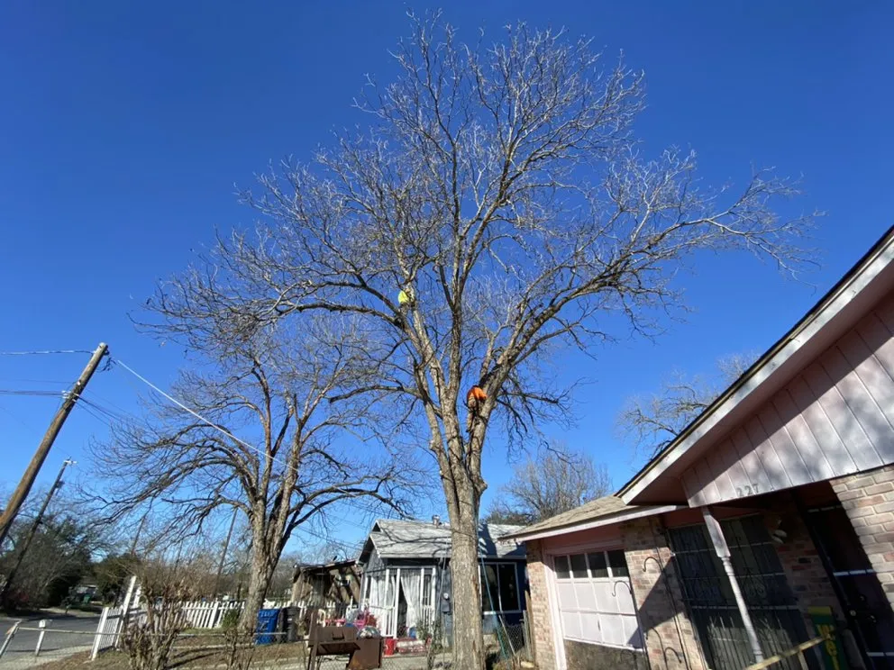 Custom landscaping services in Austin, TX by Palafox Landscaping and Tree Service