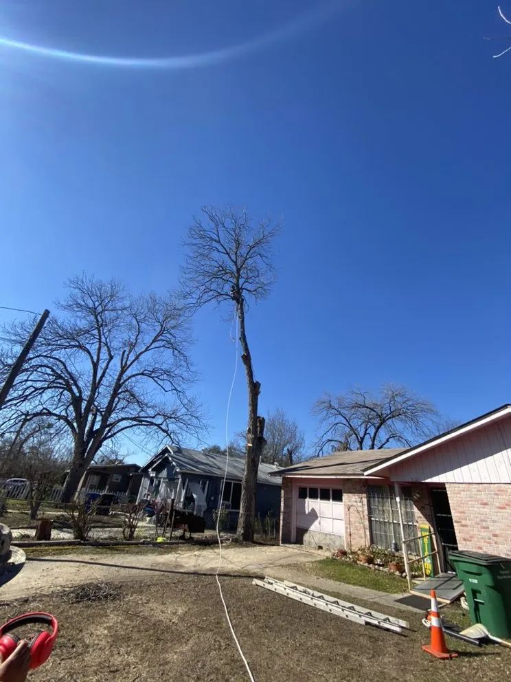 Affordable yard cleanup service for year-round maintenance across Austin, TX - Palafox Landscaping and Tree Service