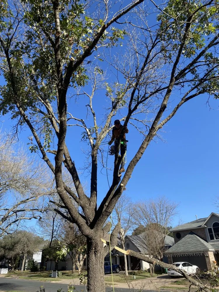 Custom lawn mowing service for outdoor upgrades in Austin, TX by Palafox Landscaping and Tree Service