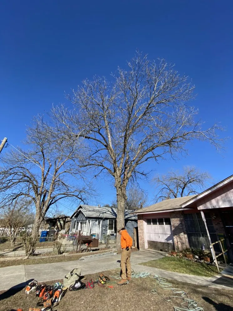 Reliable lawn care service in Austin, TX by Palafox Landscaping and Tree Service