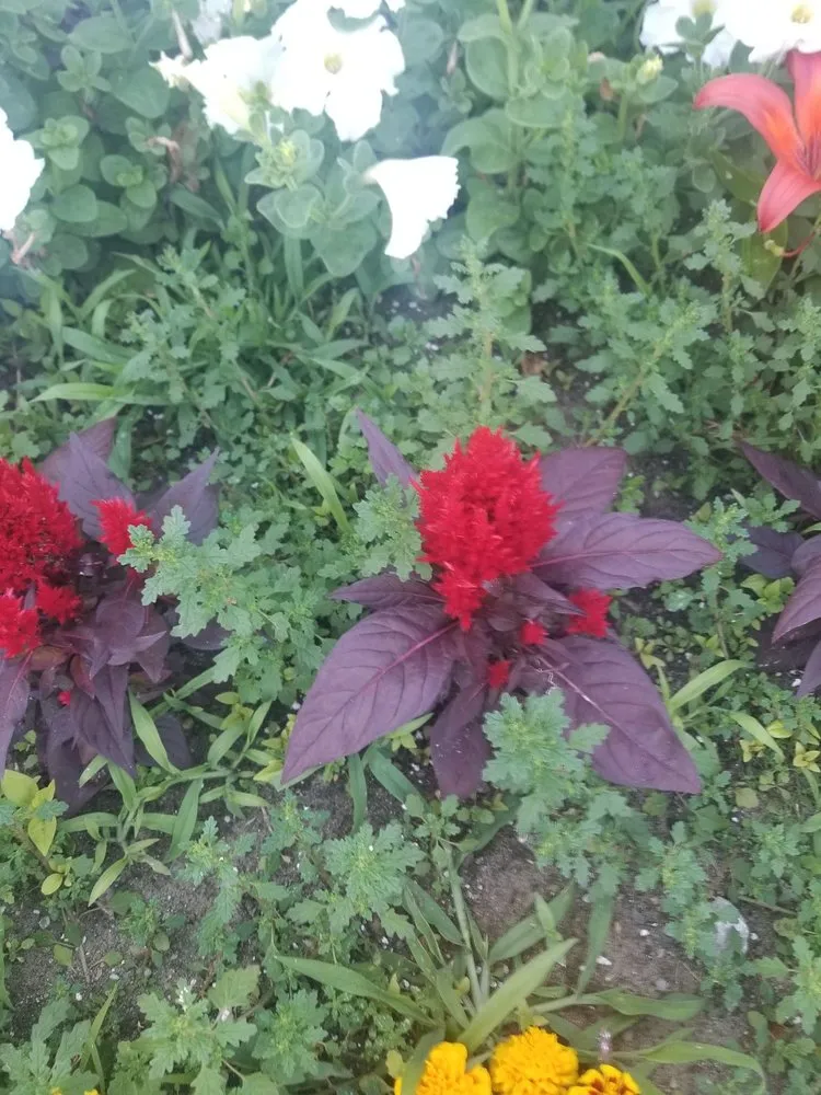 Top-rated landscape design in Mechanicville, NY - Palazzo Landscaping & Design Services