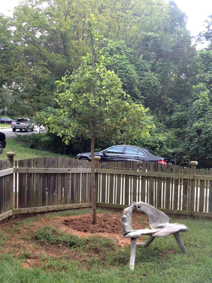 Trusted yard cleanup service in Atlanta, GA - Paley Landscaping