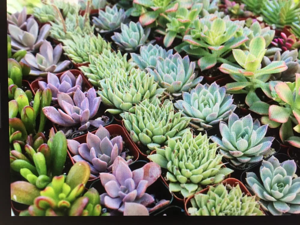 Custom lawn care service near you in Pacific Palisades, CA by Palisades Gardening