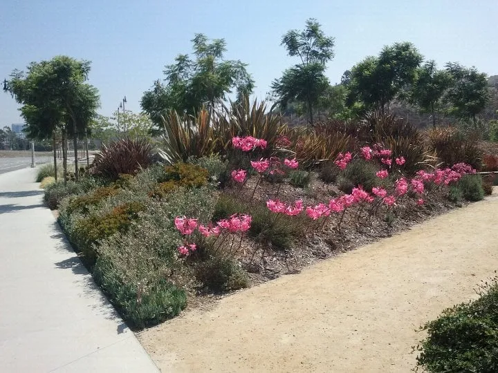 Top-rated landscape design for homes in Pacific Palisades, CA by Palisades Gardening