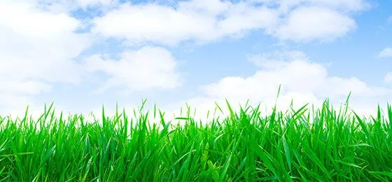 Expert lawn mowing service experts serving Valatie, NY - Palladino Lawn Care Landscape Construction & Site Work