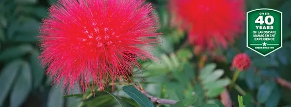 Palm Beach County Landscape Logo