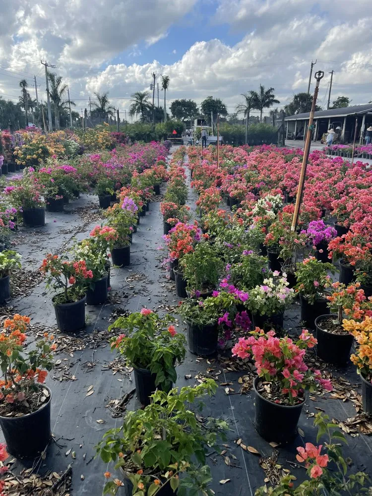 Expert outdoor landscaping near you across Lake Worth, FL - Palm Beach Gardening & Design