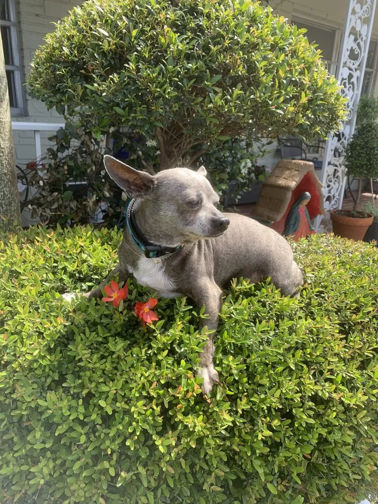 Affordable landscaping services experts serving Lake Worth, FL - Palm Beach Gardening & Design