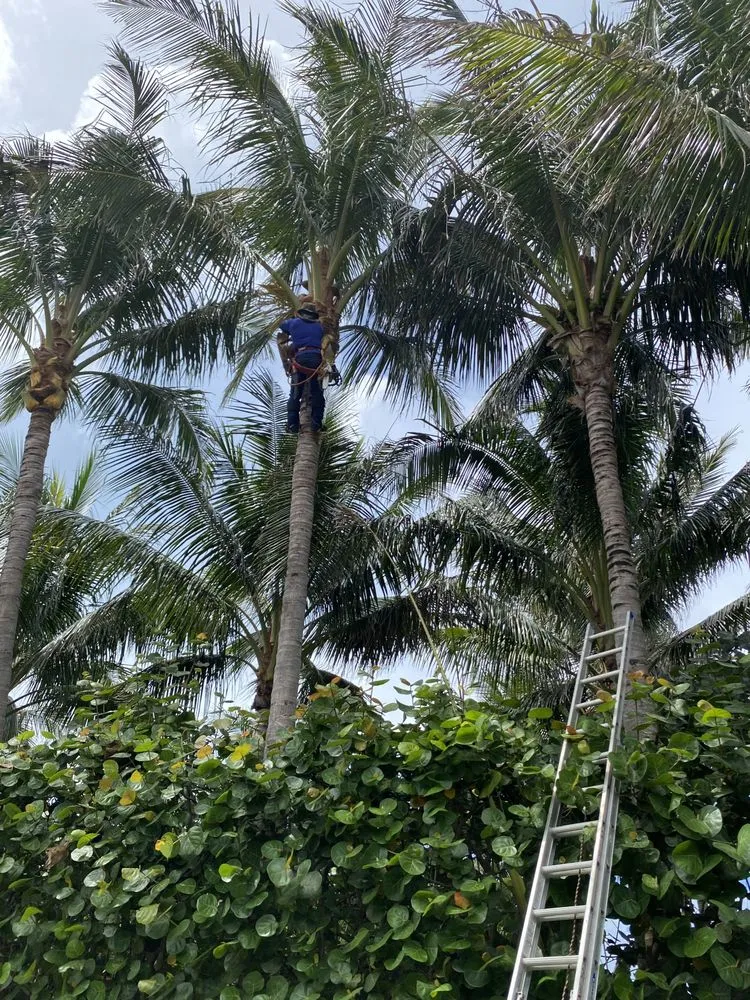 Professional residential landscaping near you in Lake Worth, FL by Palm Beach Lawn Care