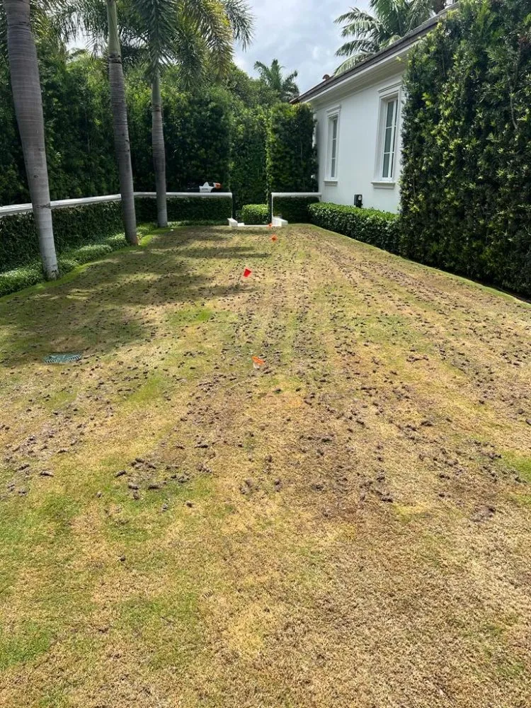 Expert lawn care service experts serving Wellington, FL - Palm Beach Mini Landcape