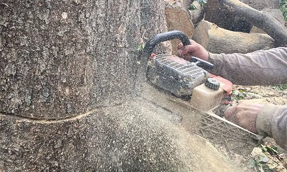 Reliable lawn mowing service for year-round maintenance across Loxahatchee Groves, FL - Palm Beach Tree & Landscape