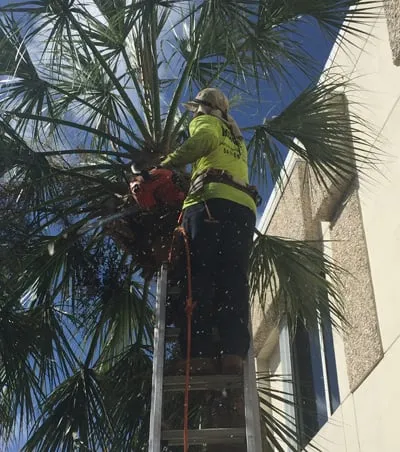 Affordable landscaping services in Loxahatchee Groves, FL - Palm Beach Tree & Landscape