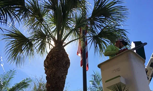 Local yard cleanup service with custom design across Loxahatchee Groves, FL - Palm Beach Tree & Landscape