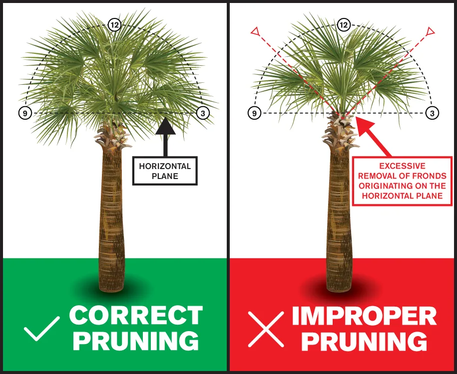 Top-rated landscaping services in Newport, NC - Palm Brothers