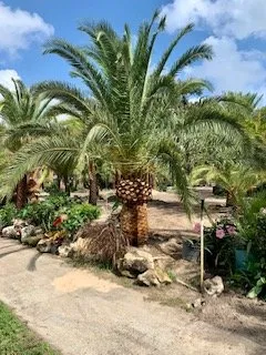 Trusted lawn care service in Panama City, FL - Palm Brothers