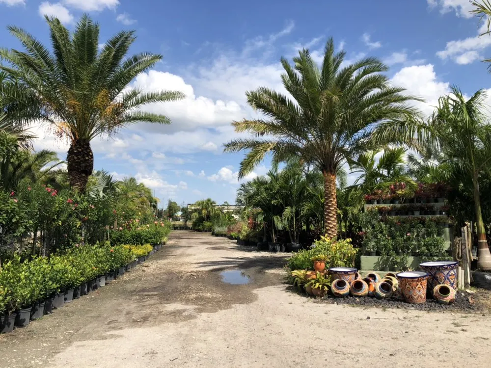 Affordable yard cleanup service for year-round maintenance in Cape Coral, FL by Palm City Nursery & Landscaping