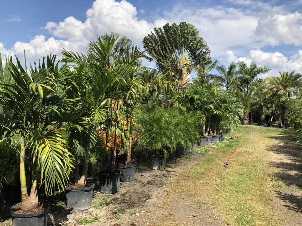 Reliable landscape installation for beautiful yards in Cape Coral, FL by Palm City Nursery & Landscaping