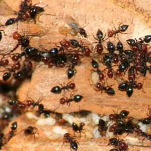 Professional residential landscaping experts serving Jupiter, FL - Palm Coast Pest Control