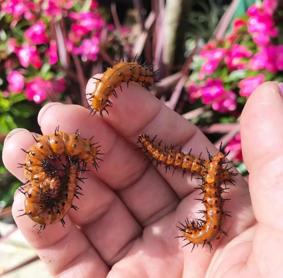 Reliable residential landscaping for beautiful yards across Jupiter, FL - Palm Coast Pest Control