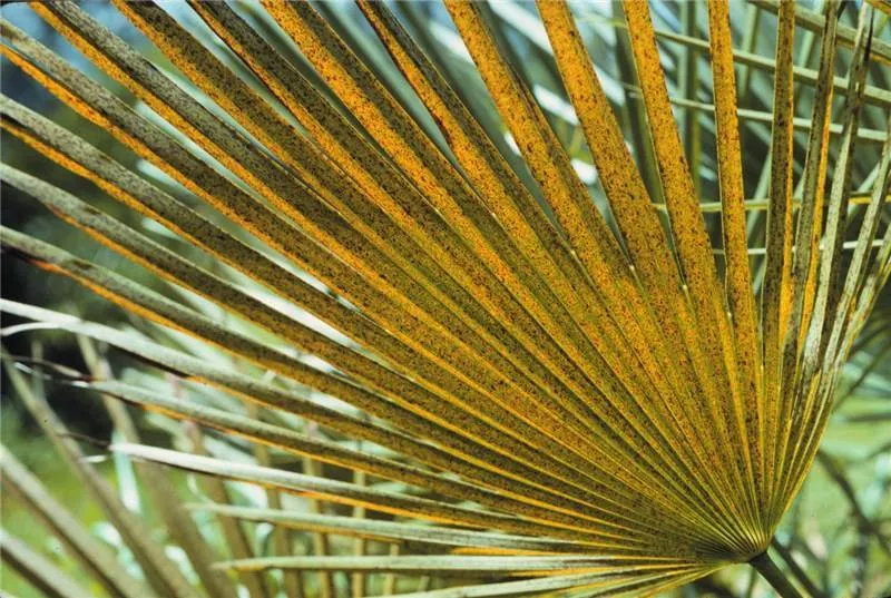 Top-rated yard cleanup service for homes in Jupiter, FL by Palm Coast Pest Control