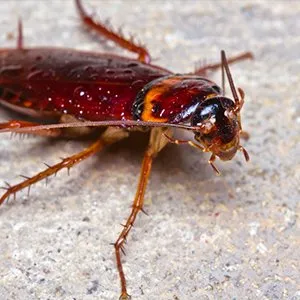 Reliable yard maintenance for outdoor upgrades across Jupiter, FL - Palm Coast Pest Control