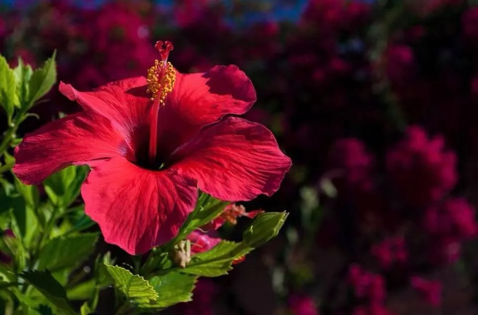 Professional landscape design for beautiful yards in Jupiter, FL by Palm Coast Pest Control