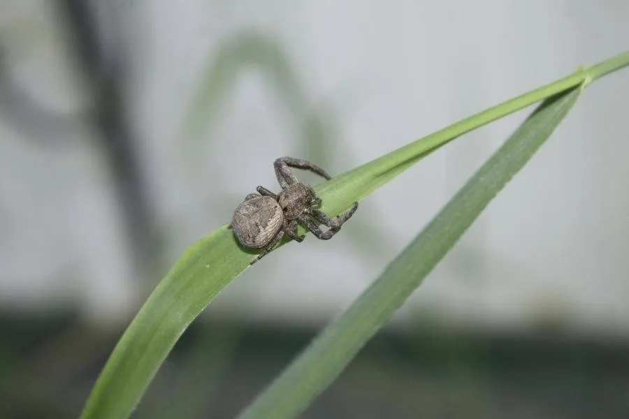 Reliable garden landscaping experts serving Jupiter, FL - Palm Coast Pest Control