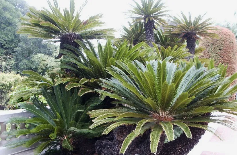 Expert lawn mowing service experts serving Palm Desert, CA - Palm Desert Landscaping Service