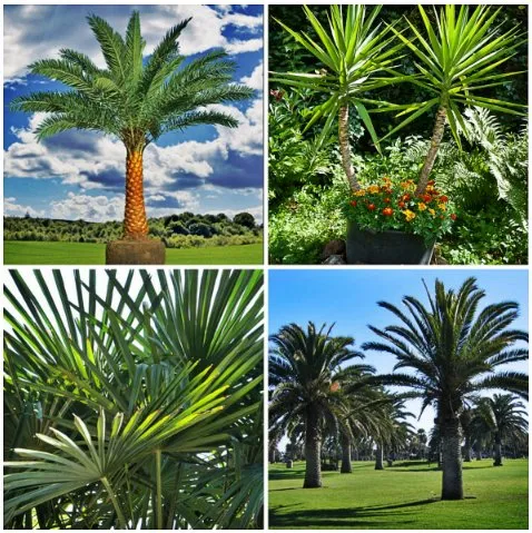 Custom landscaping services in Palm Desert, CA by Palm Desert Landscaping Service