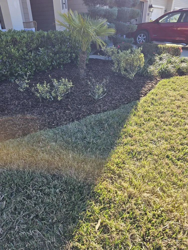 Professional yard cleanup service for beautiful yards across St. Augustine, FL - Palm Envy