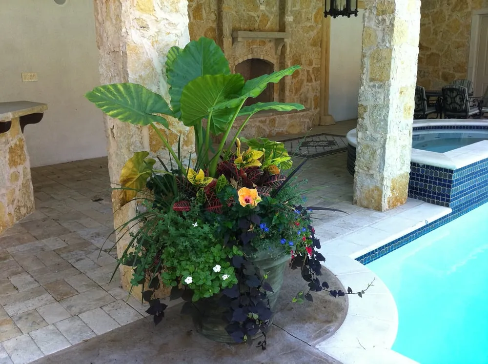 Local landscape installation in Dallas, TX by Palm Gardens