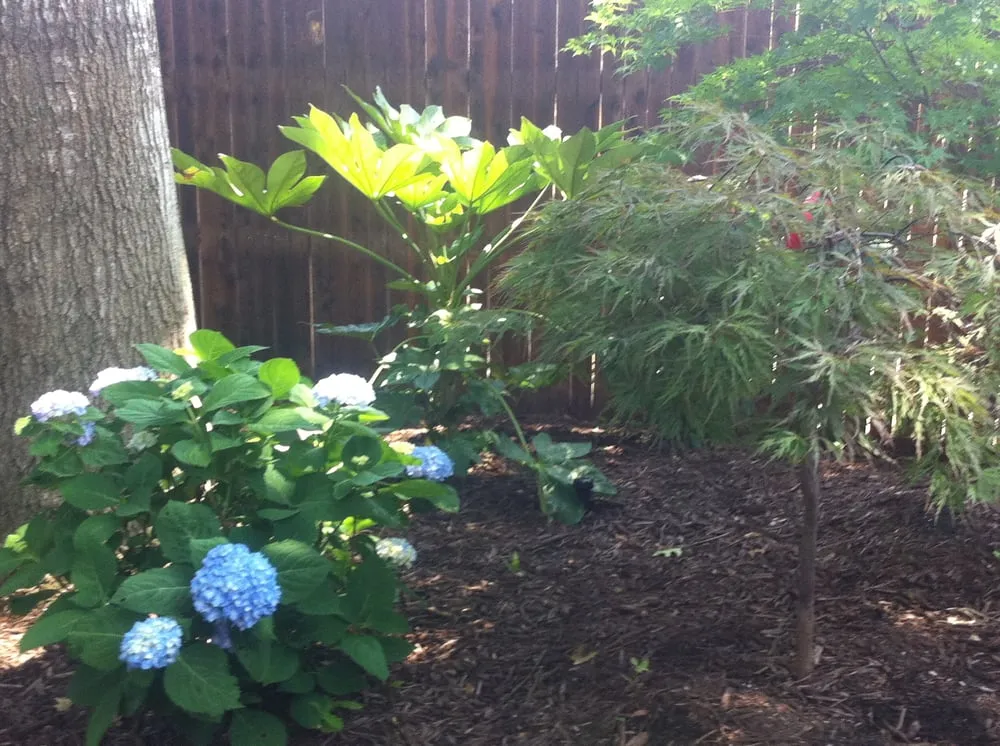 Trusted landscape design experts serving Dallas, TX - Palm Gardens