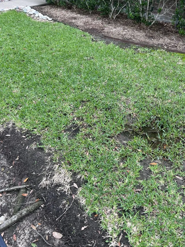 Affordable yard cleanup service experts serving Dallas, TX - Palm Gardens