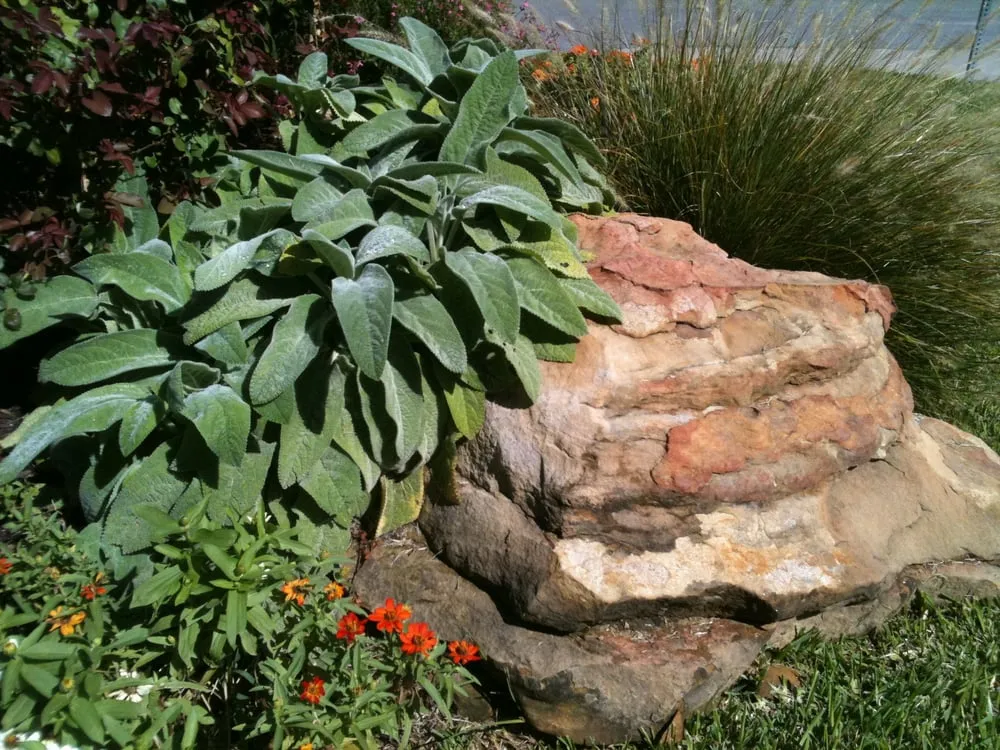 Expert yard maintenance experts serving Dallas, TX - Palm Gardens