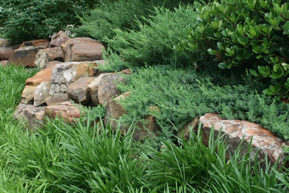 Trusted landscape installation in Dallas, TX - Palm Gardens