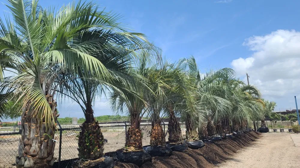 Trusted garden landscaping for outdoor upgrades across Sugar Land, TX - Palm Professionals Tropical Nursery