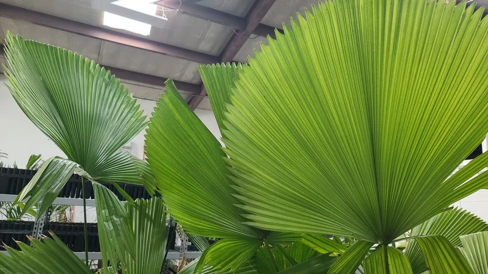 Top-rated landscaping services in Sugar Land, TX - Palm Professionals Tropical Nursery