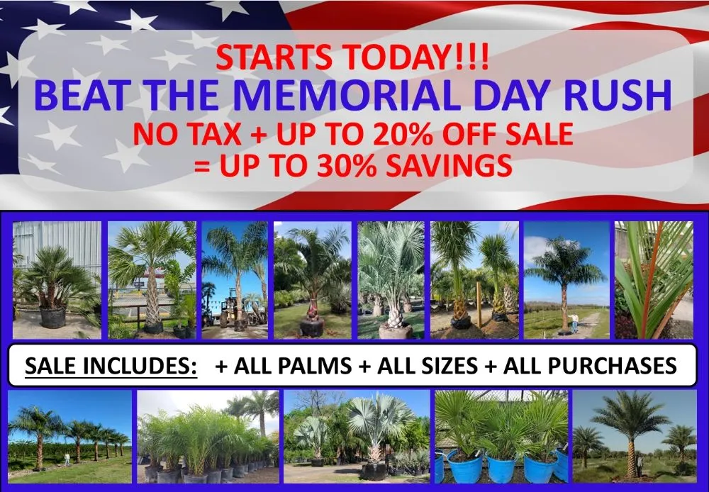 Reliable outdoor landscaping for year-round maintenance across Sugar Land, TX - Palm Professionals Tropical Nursery