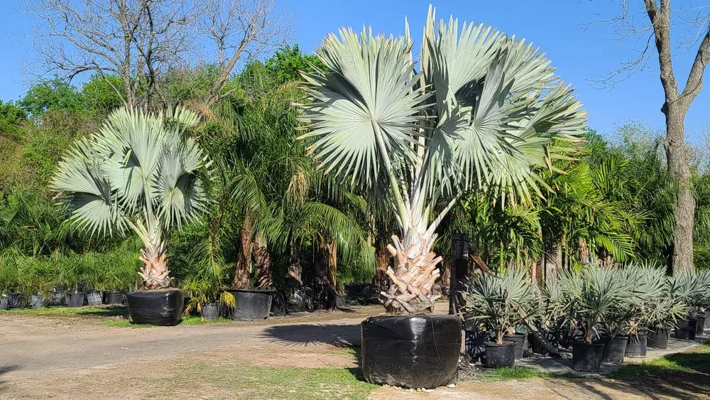 Local outdoor landscaping experts serving Sugar Land, TX - Palm Professionals Tropical Nursery