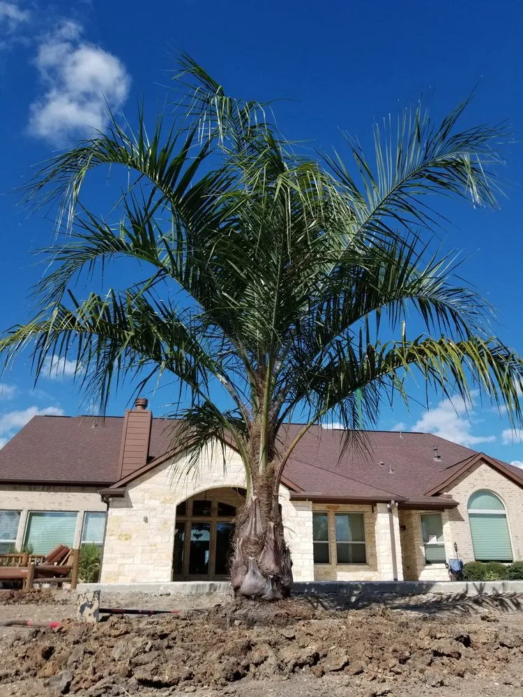Expert landscape installation experts serving Sugar Land, TX - Palm Professionals Tropical Nursery