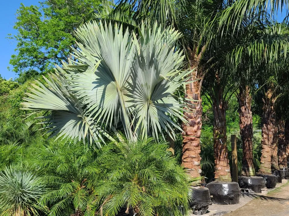 Reliable landscape installation experts serving Sugar Land, TX - Palm Professionals Tropical Nursery