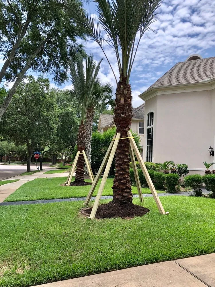 Custom residential landscaping in Sugar Land, TX by Palm Professionals Tropical Nursery