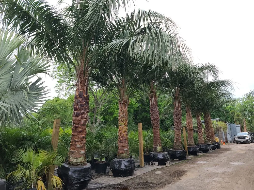 Professional lawn mowing service experts serving Sugar Land, TX - Palm Professionals Tropical Nursery